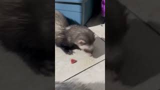 Una dieta variada ayudará a tener hurones sanos viral foryou animal shorts ferret [upl. by Rese365]