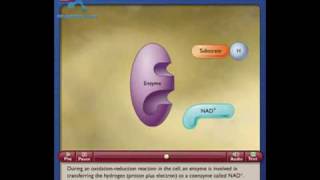 NAD How the NAD Works in Cell [upl. by Anesuza]