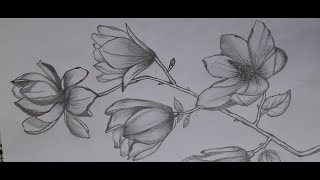 Magnolia flower drawing [upl. by Orban]