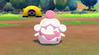 Slurpuff In Camp  Pokemon Sword amp Shield [upl. by Philippine]