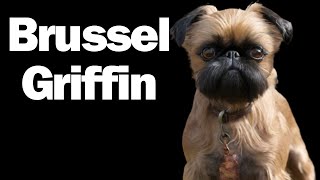 All about the Brussels Griffon  What you need to know [upl. by Frum]