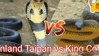 Inland Taipan VS King Cobra [upl. by Ciapha]