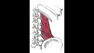 Advanced exercise for the quadratus lumborum [upl. by Quennie890]