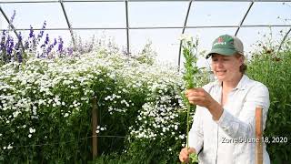 Overwinter Flowers Tunnel  Feverfew Tanacetum aka Matricaria [upl. by Ellered]