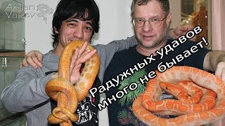 Коллекция радужных удавов Jaroslav Gilar [upl. by Atnwahsal971]