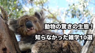 動物の驚きの生態！知らなかった雑学10選 [upl. by Pelagias]