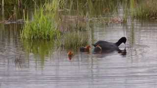 Fulica atra Meerkoet Eurasian Coot [upl. by Clementina]