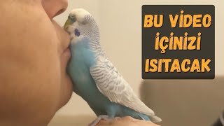 BU VİDEO İÇİNİZİ ISITACAK  Sahibi Tarafından Sürekli Öpülmek İsteyen Muhabbet Kuşu muhabbetkuşu [upl. by Ardme]