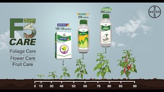 F3 Care Complete protection from Fungal diseases for Chilli crop  Bayer [upl. by Maridel552]