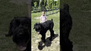 Giant Schnauzer protects his baby cousin watchfull dog  dog protection [upl. by Aldis]