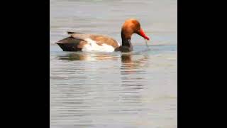 Redcrested Pochard [upl. by Weisman]