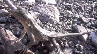 Spiny lizard pushups Sceloporus siniferus [upl. by Anallise754]