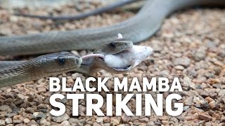 Black Mamba Striking [upl. by Einoj]