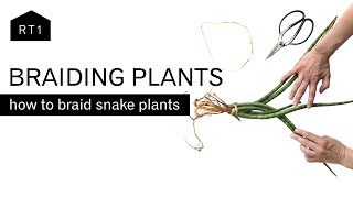 BRAIDING PLANTS HOW TO BRAID A SNAKE PLANT [upl. by Ulita979]