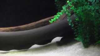 Electric Eel at the Tennessee Aquarium [upl. by Ittap]