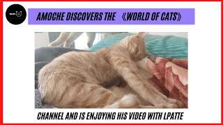 Episode 4 Amoche discovers the 《world of cats》channel and is enjoying his video with lpatte😻😻 [upl. by Kcid]