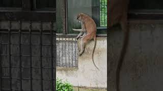 紅猴Patas MonkeyTaipei Zoo [upl. by France612]