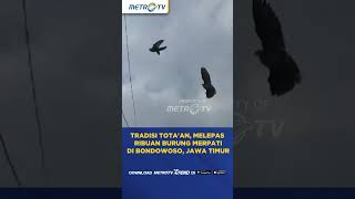 Tradisi Totaan Melepas Ribuan Burung Merpati Di Bondowoso Jawa Timur [upl. by Assirehc]