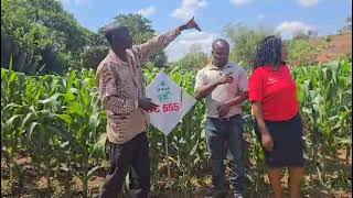 The importance of planting maize in basins deep planting stations to harveat moisture [upl. by Adilen]