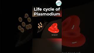 Life Cycle of Plasmodium 🦟  shorts ytshorts  Infinity Learn NEET [upl. by Nidnerb]