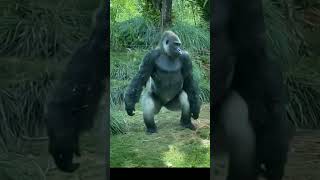 The largest primate in the world Gorilla shorts animals wildlife [upl. by Bernette]