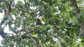 Coopers Hawk attacking Great Horned owl [upl. by Kerman811]