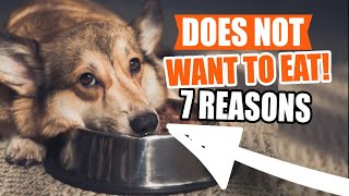 LOSS OF APPETITE in DOGS 🐶😲7 Most Common Reasons [upl. by Arraeis]