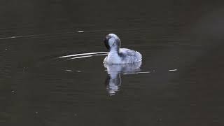 Slavonian Grebe  Lee Dam Todmorden 17th November 2024 [upl. by Arivle319]