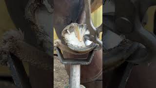 Hoof Trimming shorts farrier satisfying asmr [upl. by Elocyn253]