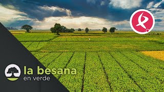 Las cooperativas agrarias extremeñas suponen un 92 de la población activa  La Besana en Verde [upl. by Negris791]