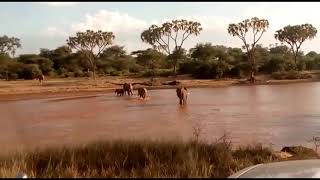 🐘 Samburu Park Safari Witnessing Healthy Elephants in Their Natural Habitat 🌿 [upl. by Heiner]