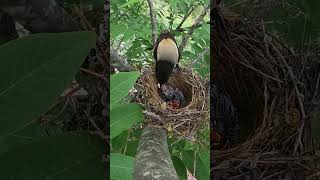 Day5 The cuckoo bird monopolizes the shrike birds nest and eat lizard tail杜鹃鸟独占伯劳鸟窝第5天，杜鹃鸟吃蜥蜴尾巴 [upl. by Yrellih691]