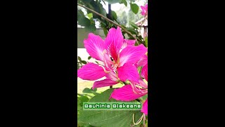 Bauhinia blakeana yang biasa disebut pohon anggrek hong kong Bunganya Cantik Dan Indah Di Taman [upl. by Enoek]