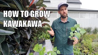 How to Grow Kawakawa [upl. by Oznole]