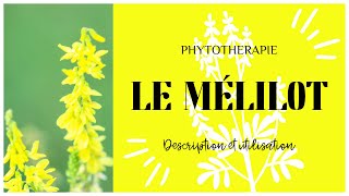 LE MÉLILOT EN PHYTOTHERAPIE  TOUT SAVOIR EN 3 MINUTES 🌿 [upl. by Ardnasella]