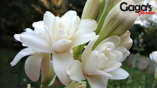 How to Grow and Care Double Tuberose Bulb With Updates  Rajnigandha  Polianthes Tuberosa [upl. by Teragramyram]