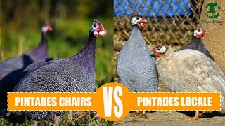 Voici comment faire la différence entre les pintades Chairs et ceux de race locale [upl. by Fritze77]