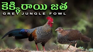 grey jungle fowl pair అడవి కెక్కిర జత [upl. by Naujet]