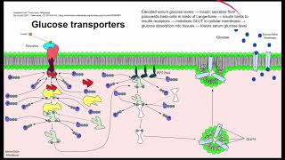 Glucose transporters [upl. by Thane953]