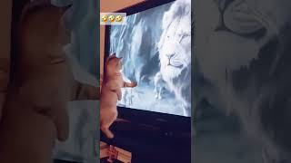 cat dog dogs cut cute love lovecats lovedogs funny virla viralvideo foryou foryoupage [upl. by Shina]