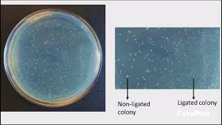 Competent Cells and Transformation Protocol [upl. by Htirehc838]