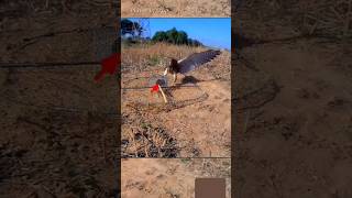 Falcon Hunting hunting viral birdhunting reels birds trap [upl. by Eimor]