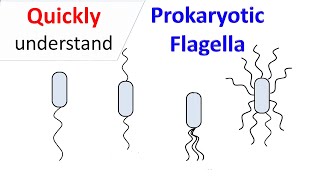 Prokaryotic Flagella [upl. by Ydnik]