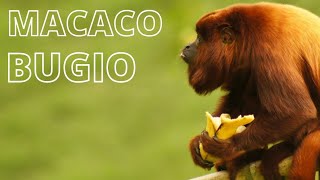 Som do macaco bugio [upl. by Lledo]