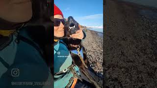 DOG TREKKING SVALBARD music mountains dogtrekking arcticlife huskyfarm svalbardnorway [upl. by Gigi335]