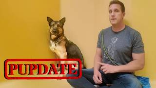 Heres what happened the German Shepherd in the Shelter for over 365 Days  Pupdate for Wang amp more [upl. by Anyek]