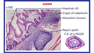 Anatomy of Abdomen  L14  Jejunum amp ileum  Sajjad Abdulaziz [upl. by Moselle]