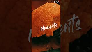 Moments doursins👌 oursin produitlocal seaurchin loveit [upl. by Aehtrod]