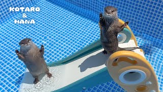 新しくなったプールとすべり台にカワウソが大喜びしてブチギレる・・！！ Otters Ready to Make a Splash in New Pool [upl. by Tterrag628]