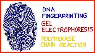 DNA Fingerprinting Gel Electrophoresis Polymerase Chain Reaction PCR [upl. by Leinehtan419]